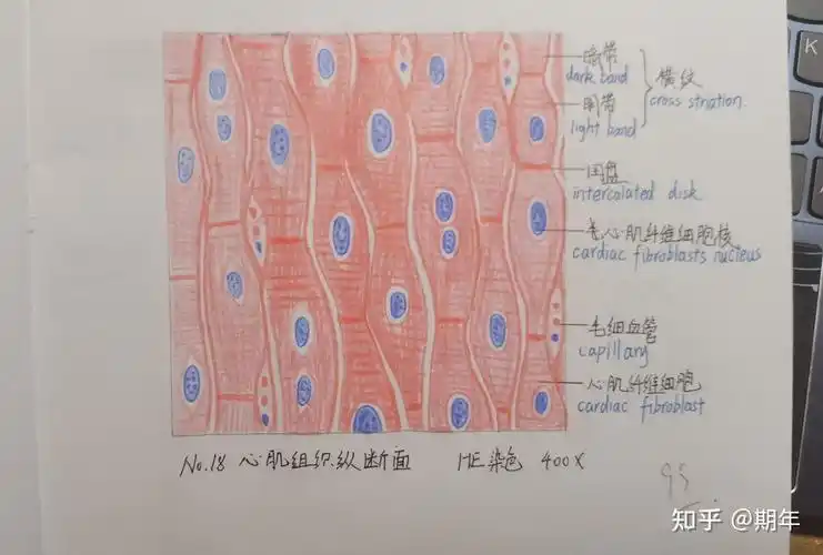 组织学与胚胎学红蓝铅笔绘图