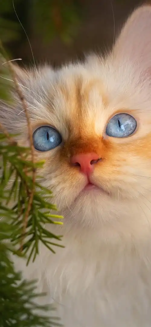 白毛茸茸的小猫脸看眼睛iphone壁纸