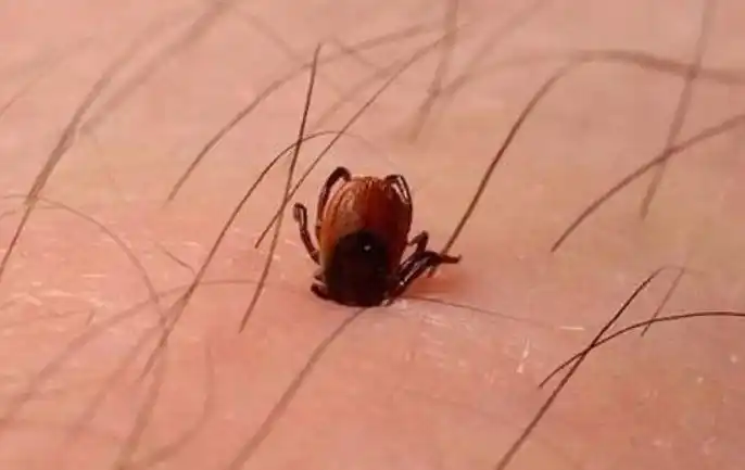 一家三口被咬两人死亡,夏天这样对付恶虫才能保命