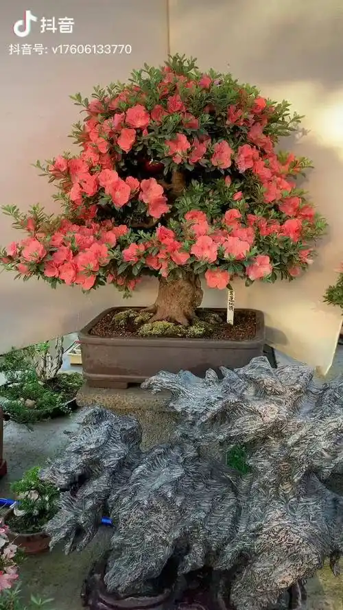 日本进口皋月杜鹃,各人大爱品种