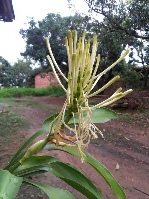 富贵花开,好运常来!一一富贵竹开花啦