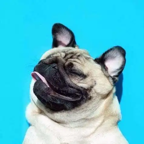 男生qq头像逗比动物 男生头像图片大全 -【爱个性】