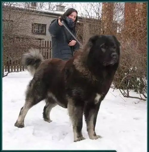 大型犬魅力之高加索,美图震撼来袭!