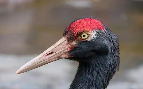 鹤顶红是什么:鹤顶红真的有毒吗?图1