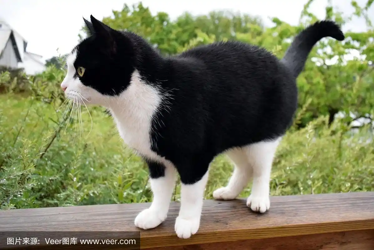 一只白脸白腿的黑猫正坐在木栏杆上.