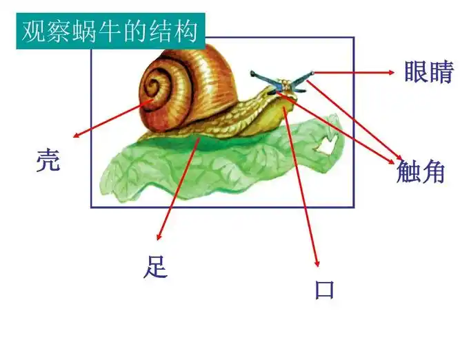 观察蜗牛的结构 眼睛 壳 触角 足 口