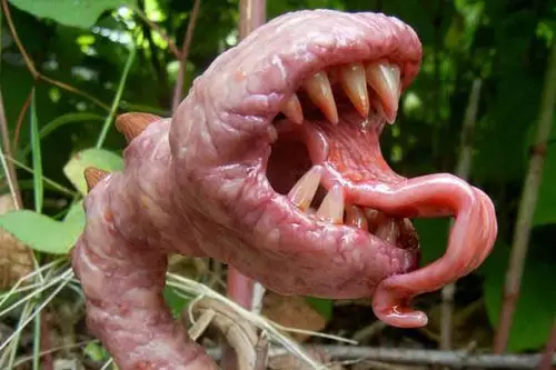 听说食人花也能吃人,这是真的吗?