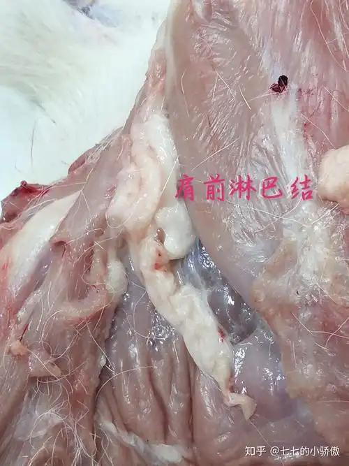 肌肉,骨头,淋巴结●羊的剖检