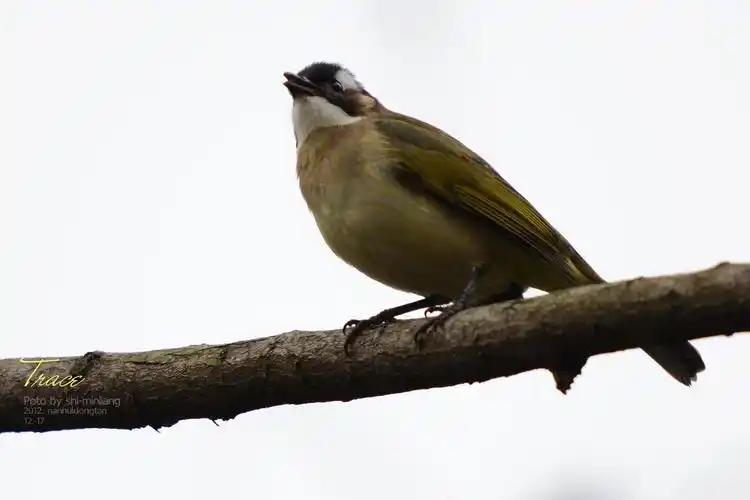 白头鹎(bēi) - 时间-观鸟旅行 - 时间印记2012
