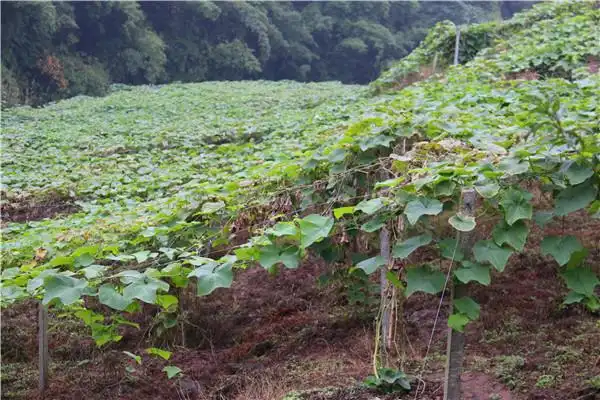 阳雀村4组佛手瓜种植园壮大集体经济 助推乡村振兴乡村振兴必须发展