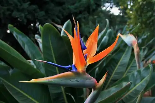 鹤望兰花图片 鹤望兰图片 鹤望兰植物图片