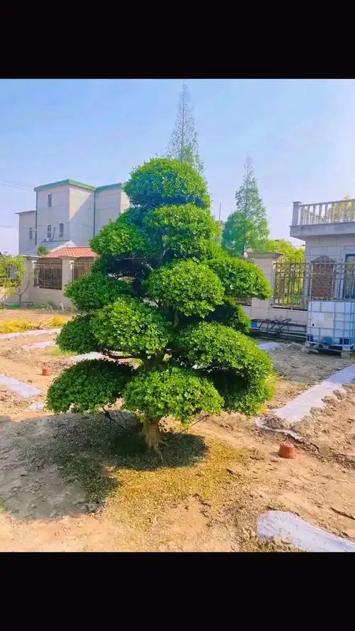 瓜子黄杨造型树四季不落叶适合庭院别墅农家小院栽植