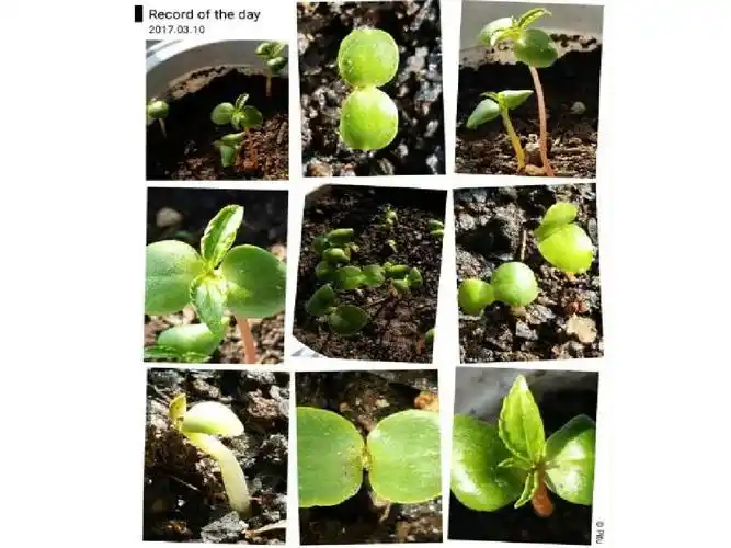 教科版小学科学(2001课标版)三年级下册第一单元植物的生长变化《5茎