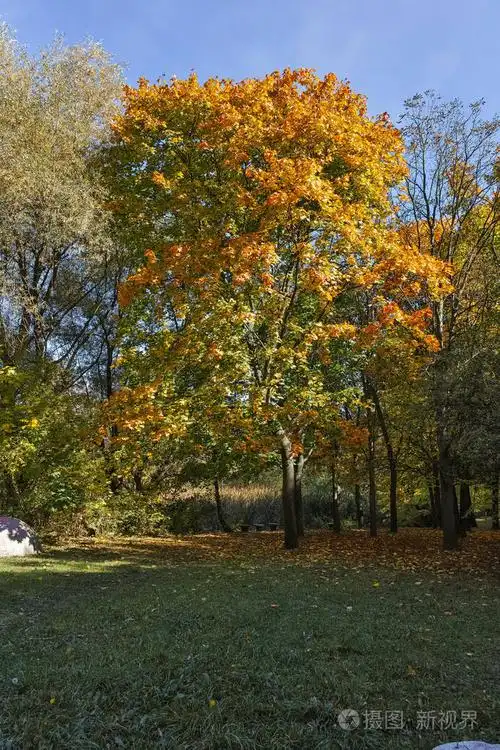 与在索非亚市南方公园里的黄色树木的秋天景色照片-正版商用图片023