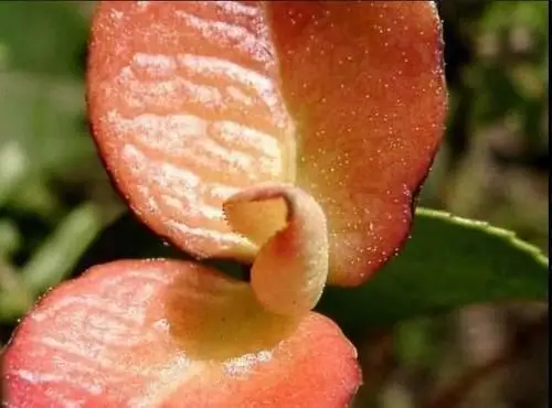 『珍宝』山里油茶树爱长"茶包",本由病菌感染产生,如今却成为难得珍宝