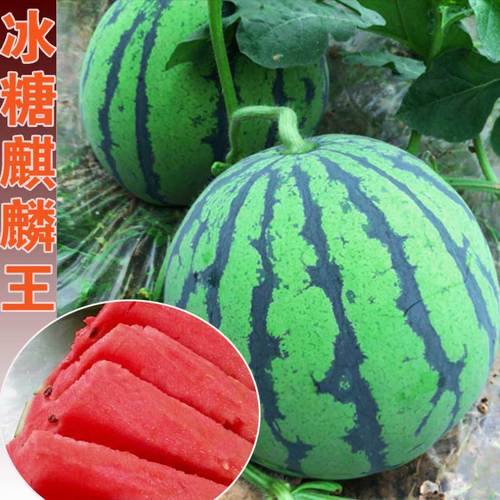 冰糖麒麟王西瓜种子8424早佳美都早熟红心皮薄甜爽脆四季水果种子