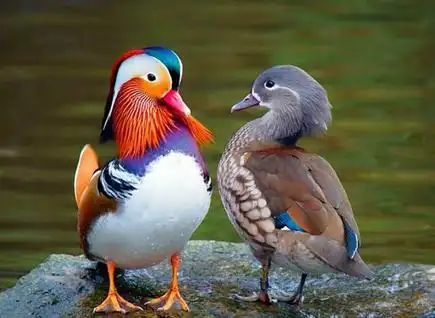 左边漂亮的是雄性鸳鸯