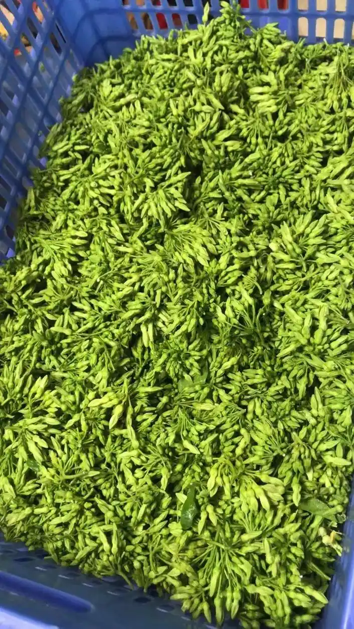 夜香花,夜来香,千里香花, - 抖音