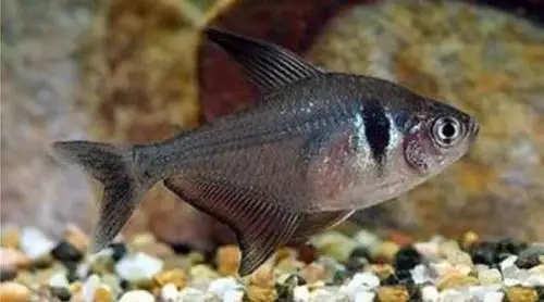黑旗鱼图片 观赏鱼图片