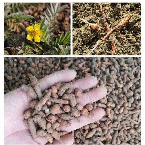 人参果蕨麻野生零添加高原特产煮粥煲汤男女老少都可以吃保证野生