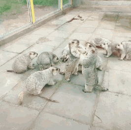 土拨鼠"成精"路中央打架引游客围观 画面曝光让人笑喷