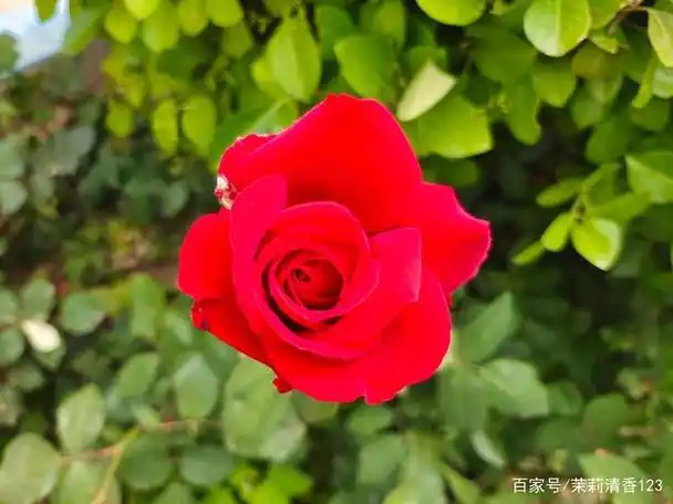 假如生活不曾给你一朵小红花