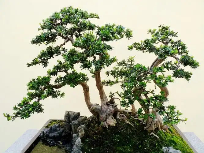 罗汉松盆景怎么养?如何修理造型