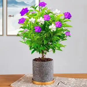 双色茉莉花盆栽开花植物室内鸳鸯花卉好养易活阳台四季浓香型花苗