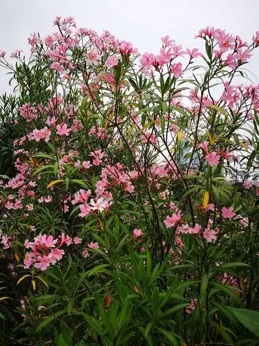 美丽的夹竹桃(4:25日)