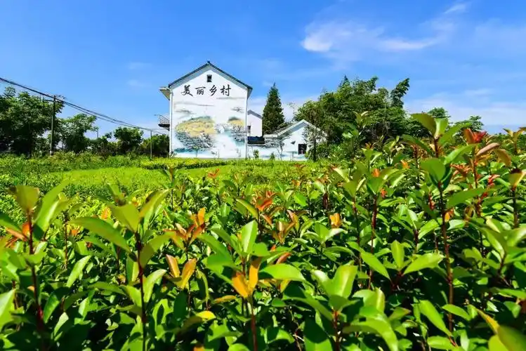 美丽乡村示范村丨青浦叶港村绿色密码扮靓宜居宜游美丽乡村底色