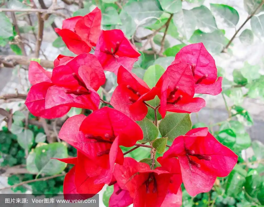 院子里盛开着三角形的花