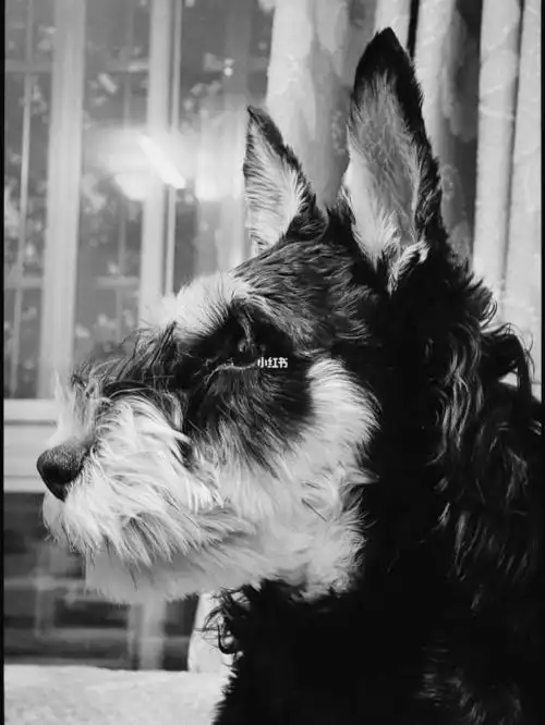 黑白雪纳瑞的黑白