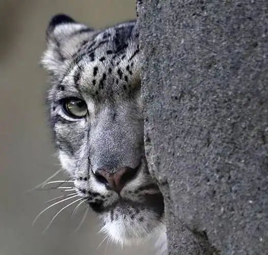 人们为什么喜欢雪豹?