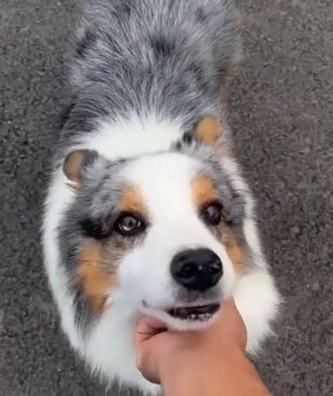 河南三色边牧向主人撒娇伸手,抬头瞬间,网友表示:太漂亮了吧