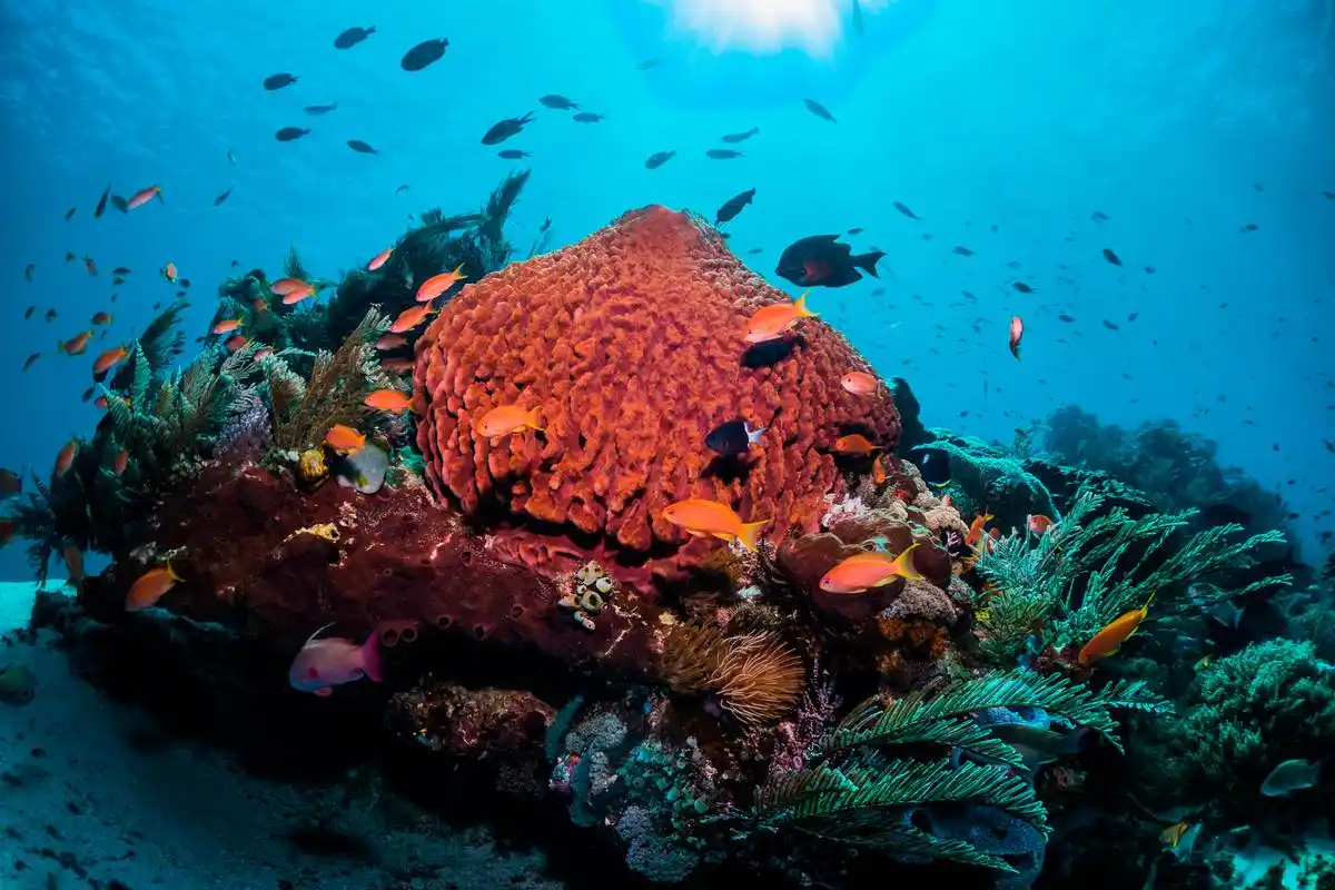 大堡礁(great barrier reef)是位于澳大利亚东海岸的一个世界著名的