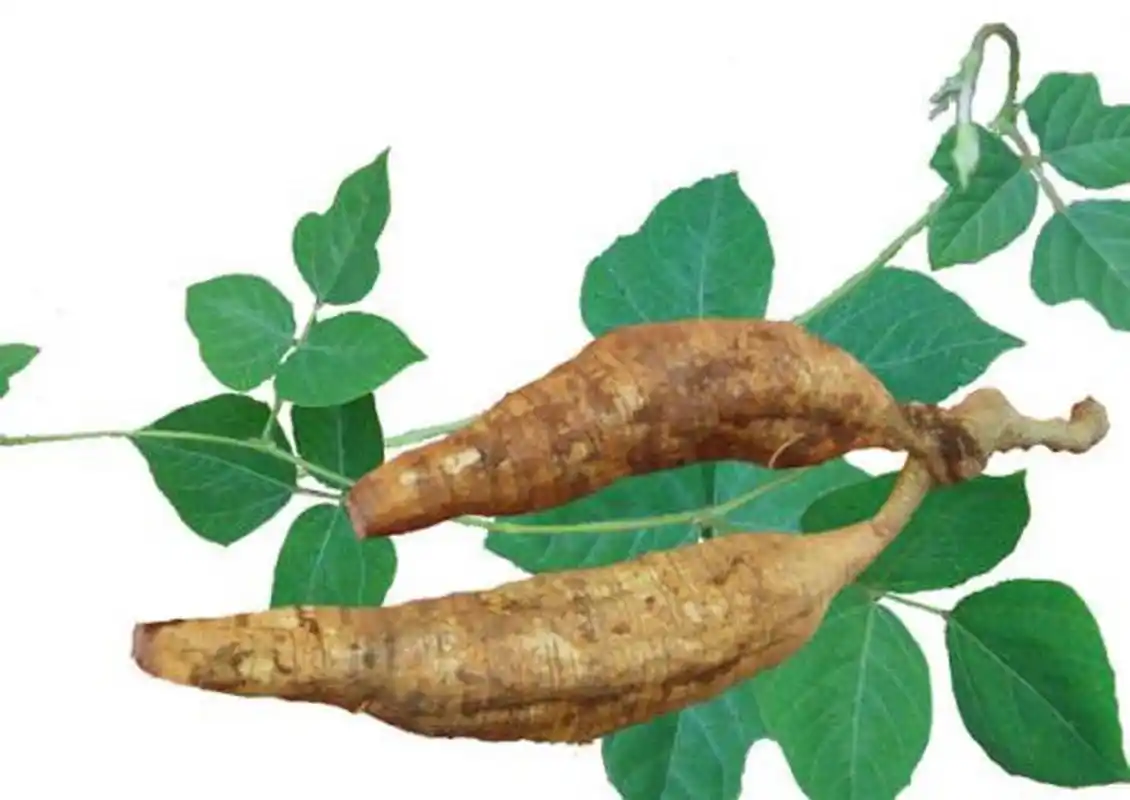 科普知识竞赛#葛根为豆科植物野葛的干燥根,习称野葛.