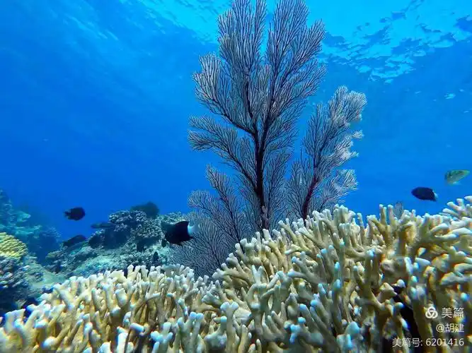 《水草舞》夏咏雯.清澈的海里,水草随波曼舞.