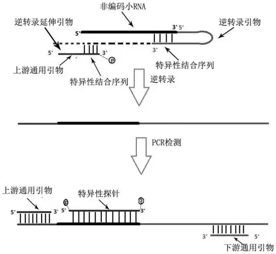 一种基于茎环法的多重荧光定量pcr检测非编码小rna的引物组