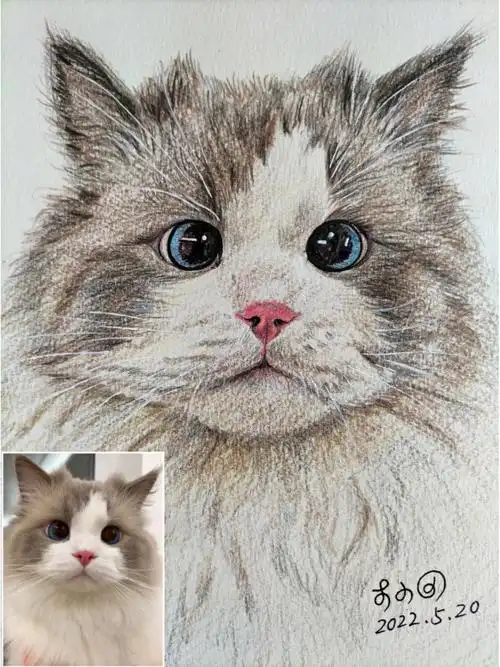 布偶猫彩铅画