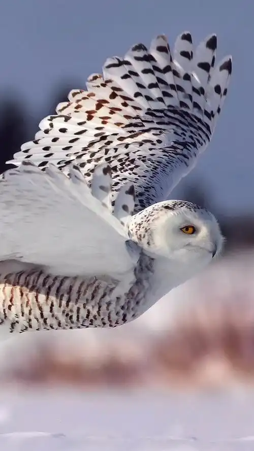雪鸮,飞行,翅膀,眼睛 iphone 壁纸