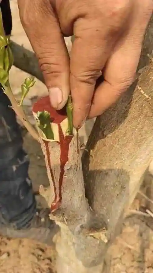 现在嫁接树木是最好的季节哦