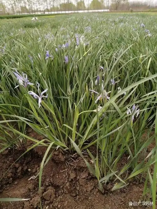 马兰花幼苗长什么样