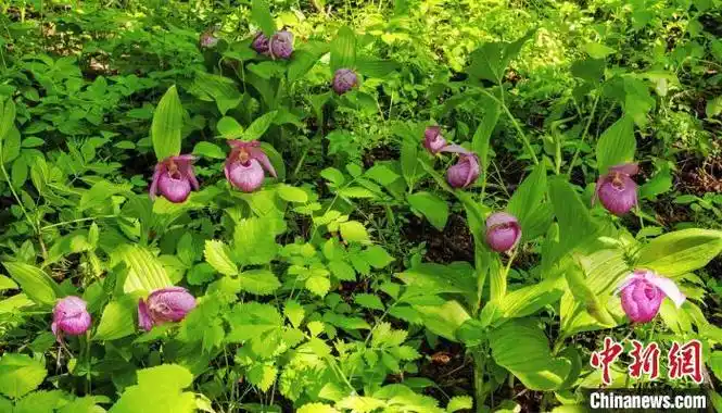 大青沟自然保护区内现国家濒危保护植物大花杓兰