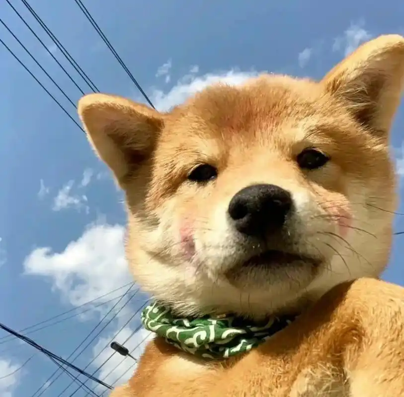 11.12男生动物头像(2)     点赞关注后77主页粉丝群自取