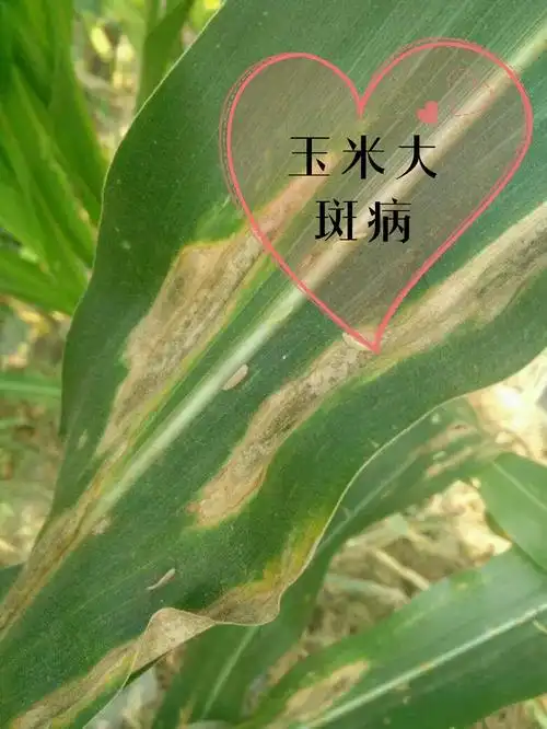 玉米田病虫害图谱识别与防治