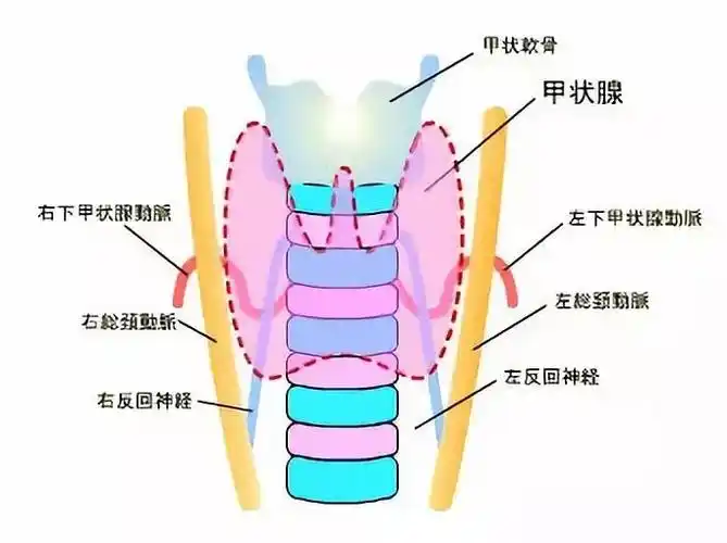 引起甲状腺肿大的6个原因