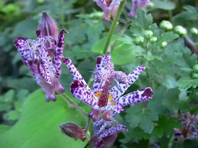 皇帝大丽花_小布丁_新浪博客