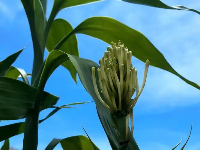 农夫记录:难得一见的富贵竹开花