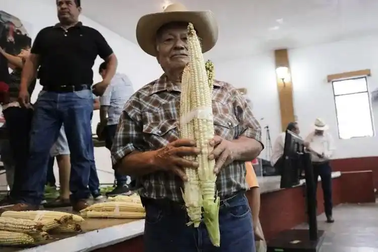 花式啃玉米3款可颜可甜的玉米食谱安排上了西厨房