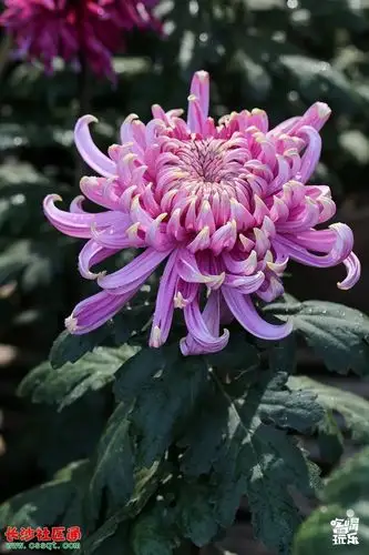 长沙岳麓山10000多盆菊花盛开!这才是长沙深秋最美的样子